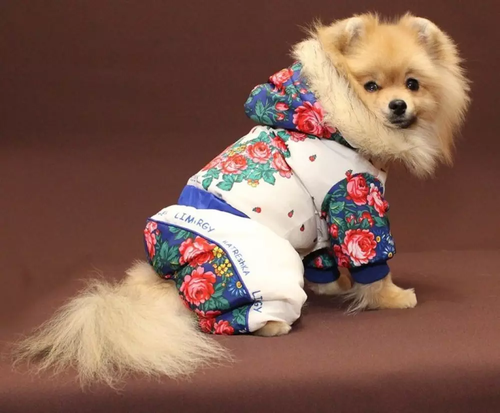 SPITZ Oblačila (31 fotografij): Zimska oblačila za psa. Kako izbrati oblačila za fante Puppy in dekleta? 22790_2