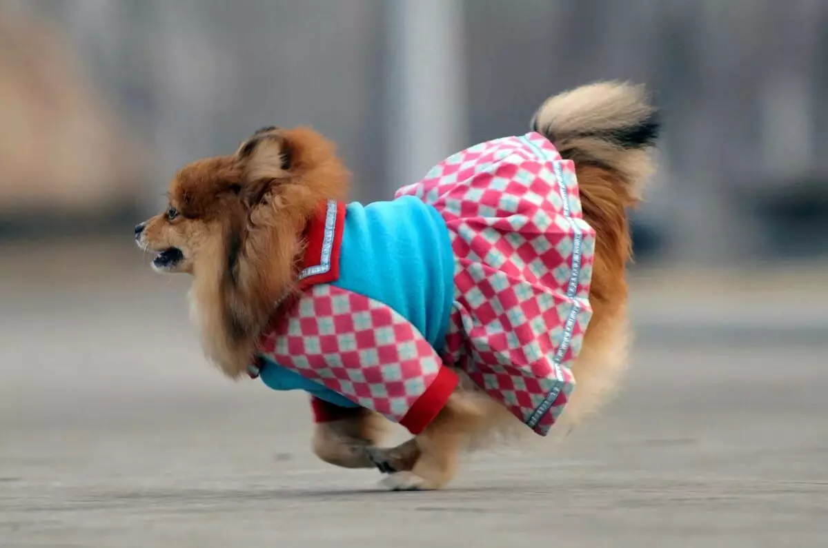 Pakaian Spitz (31 gambar): Pakaian musim sejuk untuk anjing. Bagaimana untuk memilih pakaian untuk anak lelaki anjing dan perempuan? 22790_21