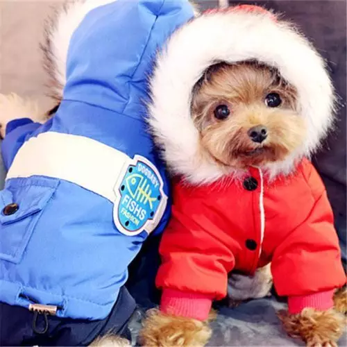 Pakaian Spitz (31 gambar): Pakaian musim sejuk untuk anjing. Bagaimana untuk memilih pakaian untuk anak lelaki anjing dan perempuan? 22790_27