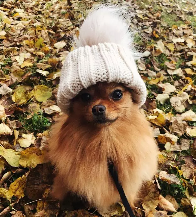 la roba de l'gos de Pomerània (31 fotos): roba d'hivern per al gos. Com triar la roba per a un cadell i nenes nois? 22790_29