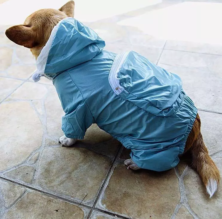 Pakaian Spitz (31 foto): Pakaian musim dingin untuk anjing. Bagaimana cara memilih pakaian untuk anak laki-laki dan perempuan? 22790_5