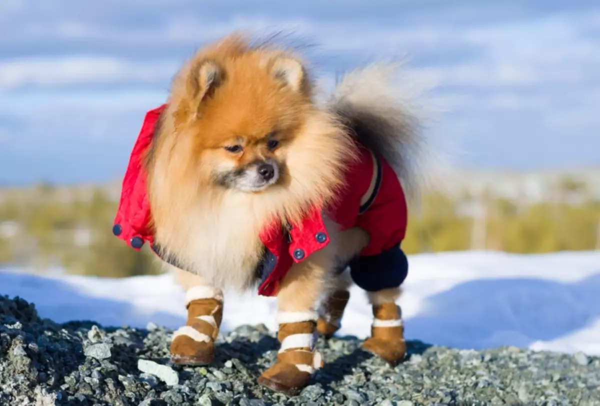 la roba de l'gos de Pomerània (31 fotos): roba d'hivern per al gos. Com triar la roba per a un cadell i nenes nois? 22790_6