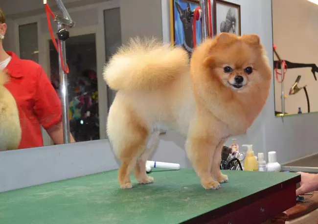 Pomeranian Spitz mạnh mẽ (31 hình ảnh): Dwarf trắng xa xỉ sau thủ thuật. Làm thế nào để cắt tai của bạn? 22791_15