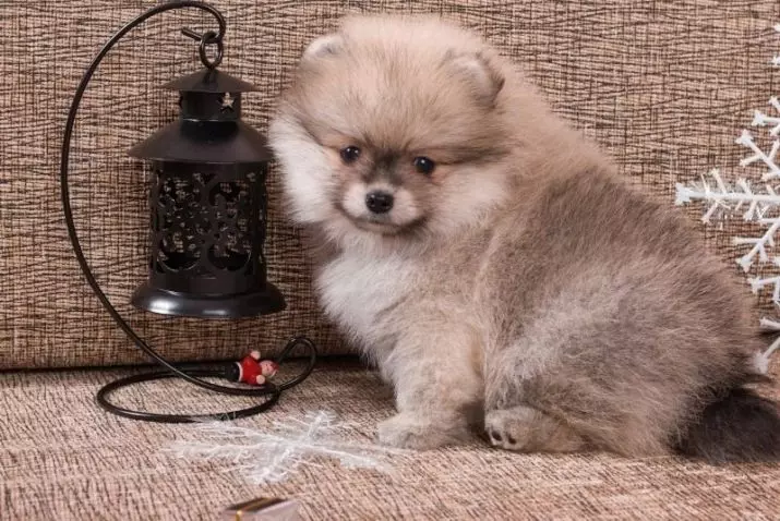 Pomeranian Spitz mạnh mẽ (31 hình ảnh): Dwarf trắng xa xỉ sau thủ thuật. Làm thế nào để cắt tai của bạn? 22791_27