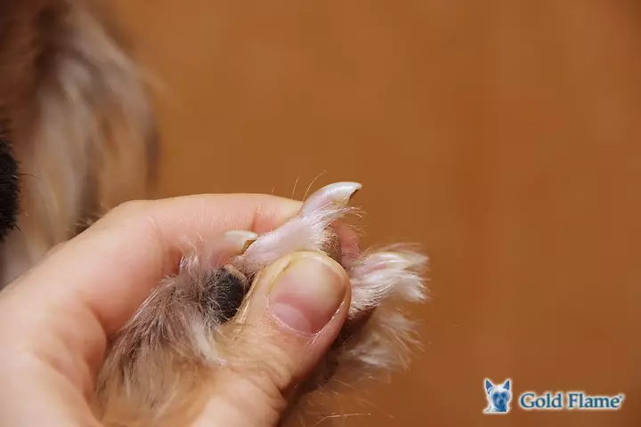 Wat om de Orange Spitz te voeden en hoe om hem te zorgen? Puppy's zorg thuis, maaltijden en inhoud van dwergspits, beoordelingen 22794_51