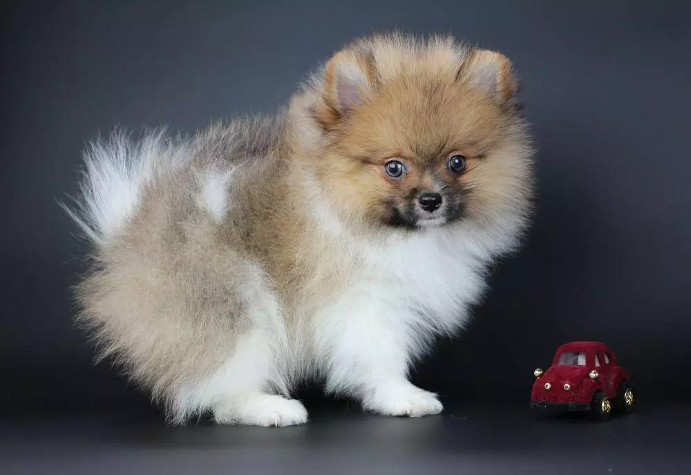 Nicknames for spitz: how can I call the puppy of the Spitz breed? Select the name for a boy and girl dog 22795_2