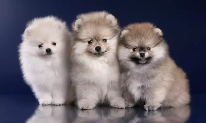 Clicks para Spa-Boys: nomes fermosos e frescos para cans de razas pequenas. Como podo chamar ao cachorro do Spitz? Os 10 mellores alcumes 22799_10