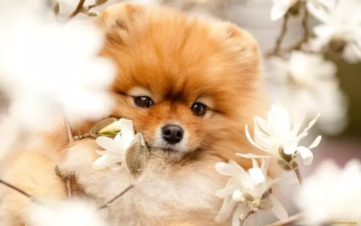 Klik untuk Spa-Boys: Nama-nama yang cantik dan sejuk untuk anjing baka kecil. Bagaimanakah saya boleh memanggil anjing Spitz? Top 10 Nicknames Terbaik 22799_11