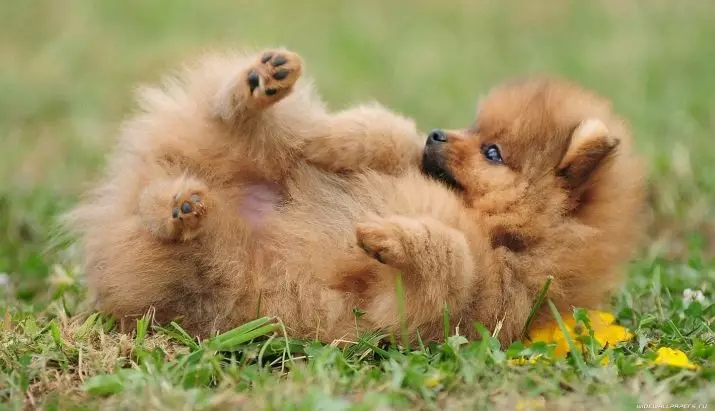 Nadimci za Spitz-boys: lijepa i smiješno imena za pse malih rasa. Kako možete nazvati štene Spitz? Top 10 najviše dobro nadimke 22799_13