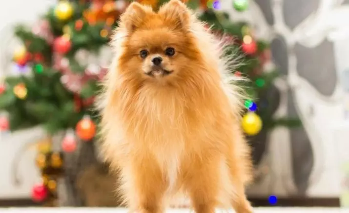 Klik untuk Spa-Boys: Nama-nama yang cantik dan sejuk untuk anjing baka kecil. Bagaimanakah saya boleh memanggil anjing Spitz? Top 10 Nicknames Terbaik 22799_2