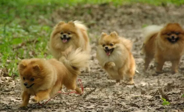 Spa-poiste klikke: ilusad ja jahedad nimed väikeste tõugude koertele. Kuidas ma helistada Spitzi kutsikale? Top 10 parimat hüüdnime 22799_3
