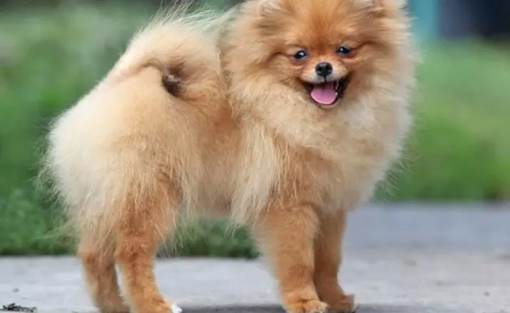 Klik untuk Spa-Boys: Nama-nama yang cantik dan sejuk untuk anjing baka kecil. Bagaimanakah saya boleh memanggil anjing Spitz? Top 10 Nicknames Terbaik 22799_4