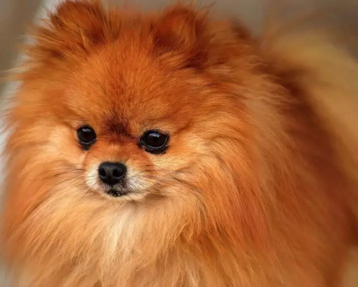 Spita kleure (24 foto's): swart en wit en marmer, paties en blou, grys, oranje en ander hondjie kleure 22801_6