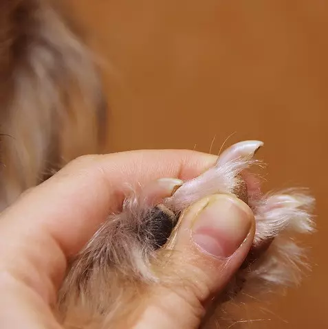 Kaip sumažinti Claws Spitza? Kaip sumažinti šunų nagus namuose? Kaip dažnai reikia sumažinti audinį 