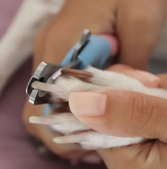 Как да се намали нокти spitza? Как да се намали куче нокти в къщи? Колко често трябва да се намали кърпа шпиц? 22813_7