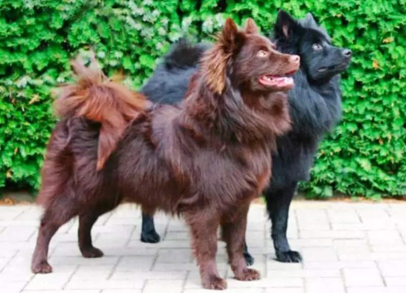 Spitz بزرگ (28 عکس): ویژگی های Grosschpitsa. چرا این نژاد سگ آلمانی به اصطلاح نامیده می شود؟ 22815_15