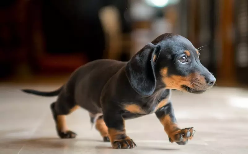 Dwarf dachshund (49 акс): тавсифи намудҳои ҳамвор ва дигар намудҳои зот ва дигар намудҳои лота, табиати сагҳои хурду минаҳо. Мини dach сагбачаҳо 22824_10