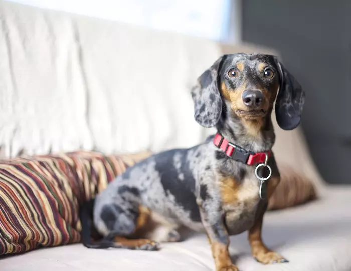 Dwarf Dachshund (49 fotoj): Priskribo de glata-haroj, rigidaj haroj kaj aliaj rasaj specioj, la naturo de miniaturaj hundoj. Mini-daĉaj Pupioj Grandecoj 22824_11