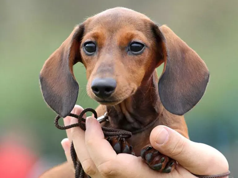 Dwarf Dachshund (49 wêne): Danasînek ji porên hişk, hişk û çirûskên çirûskê, cewherê kûçikên miniature. Mini Dach Puppies Mezinahî 22824_12