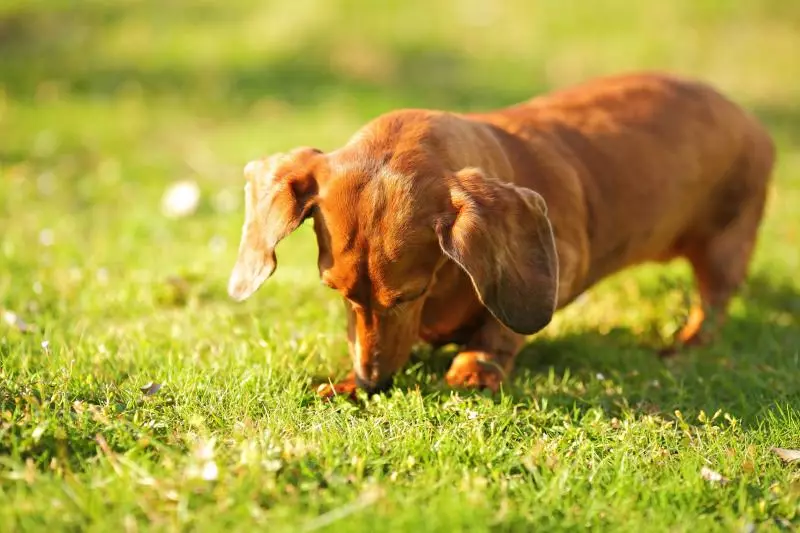 Dwarf dachshund (49 акс): тавсифи намудҳои ҳамвор ва дигар намудҳои зот ва дигар намудҳои лота, табиати сагҳои хурду минаҳо. Мини dach сагбачаҳо 22824_14