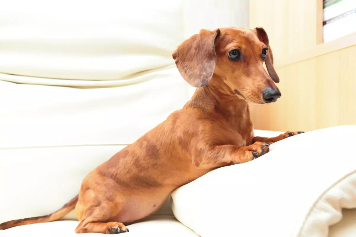 Dwarf Dachshund (linepe tse 49): Tlhaloso ea moriri o motichere o thata, e thata le mefuta e meng e mebe, mofuta oa lintja tse nyane. Mini Dach 22824_16