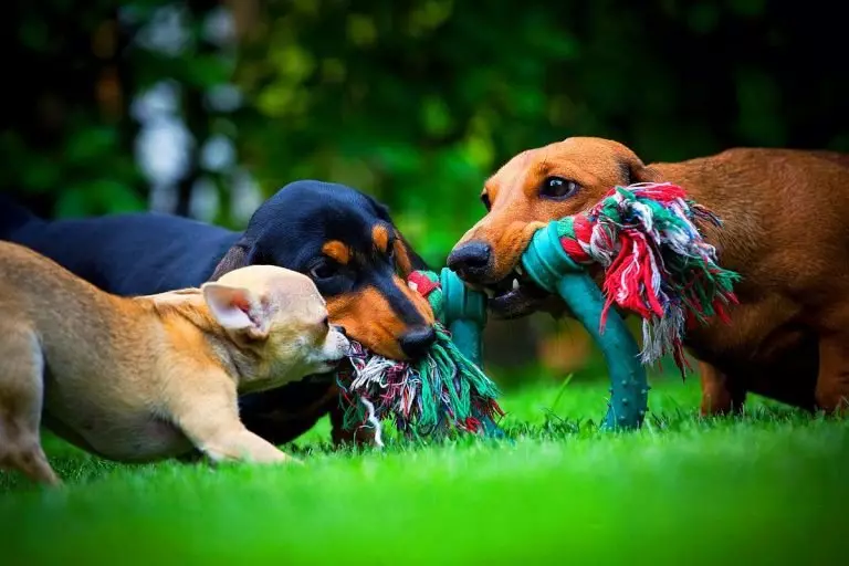 Tinen Dachshund (49 foto): Yon deskripsyon lis-chveu, rijid-chveu ak lòt espès kwaze, nati a nan chen Miniature. Mini dach puppies gwosè 22824_17