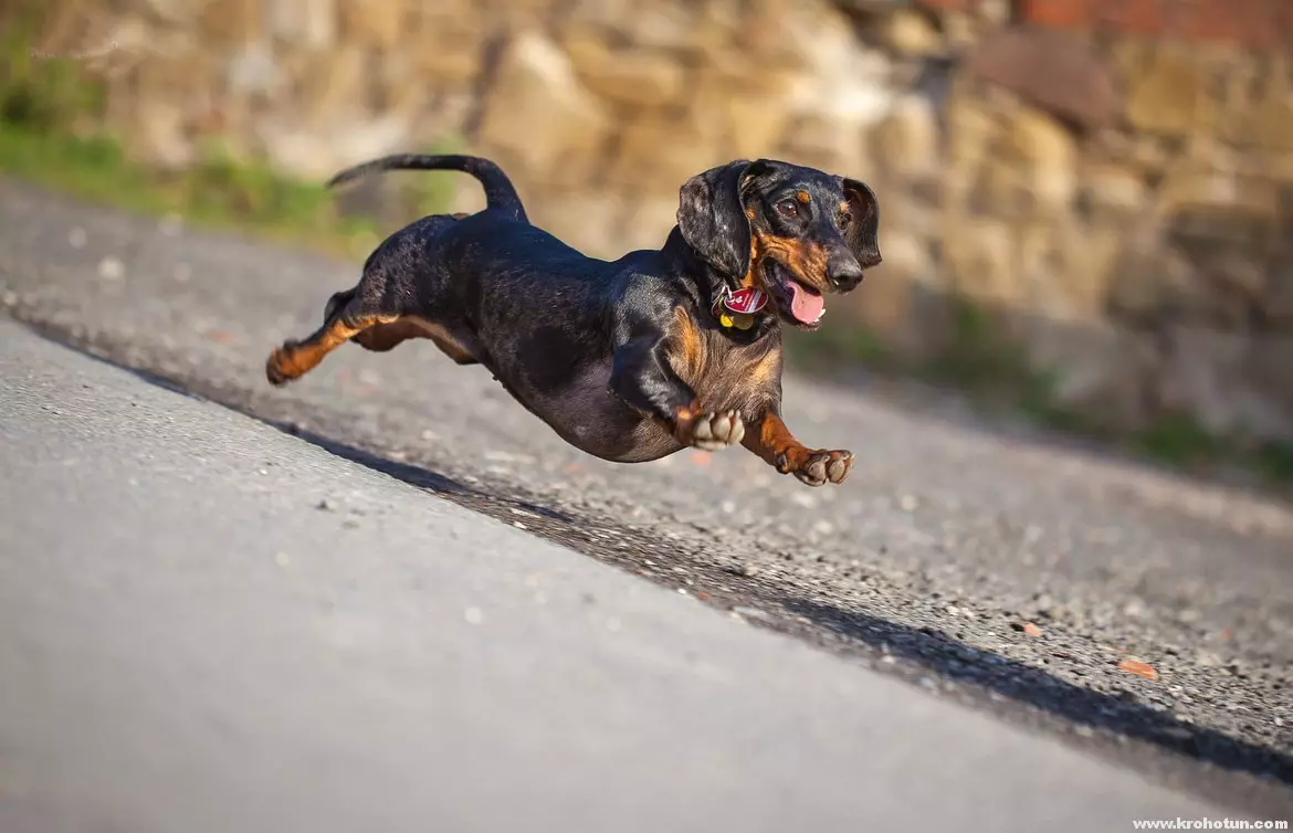 Dwarf Dachshund (49 billeder): En beskrivelse af glathårede, stivehårede og andre racerarter, karakteren af ​​miniaturehunde. Mini Dach hvalpe størrelser 22824_2