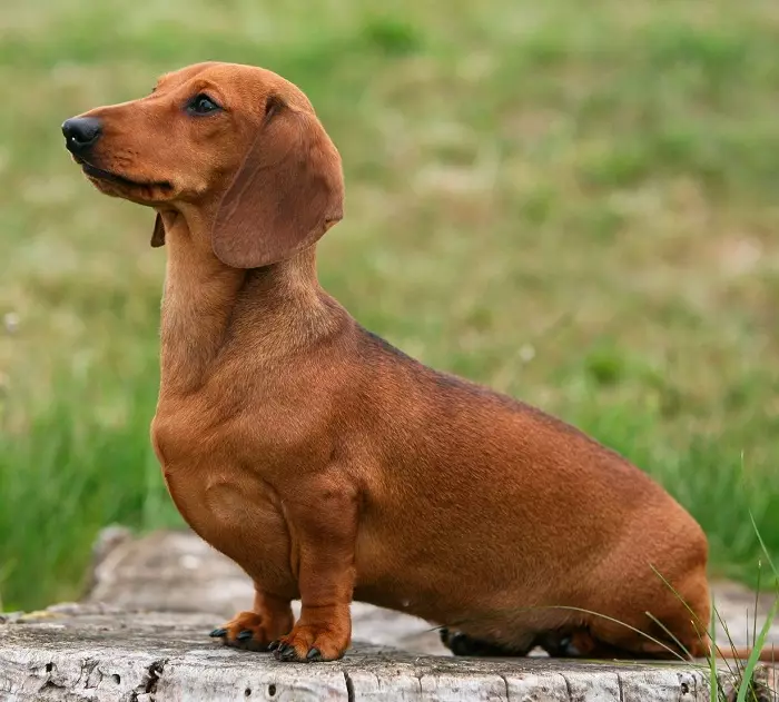 Dwarf dachshund (49 photos): a description of smooth-haired, rigid-haired and other breed species, the nature of miniature dogs. Mini dach puppies sizes 22824_20