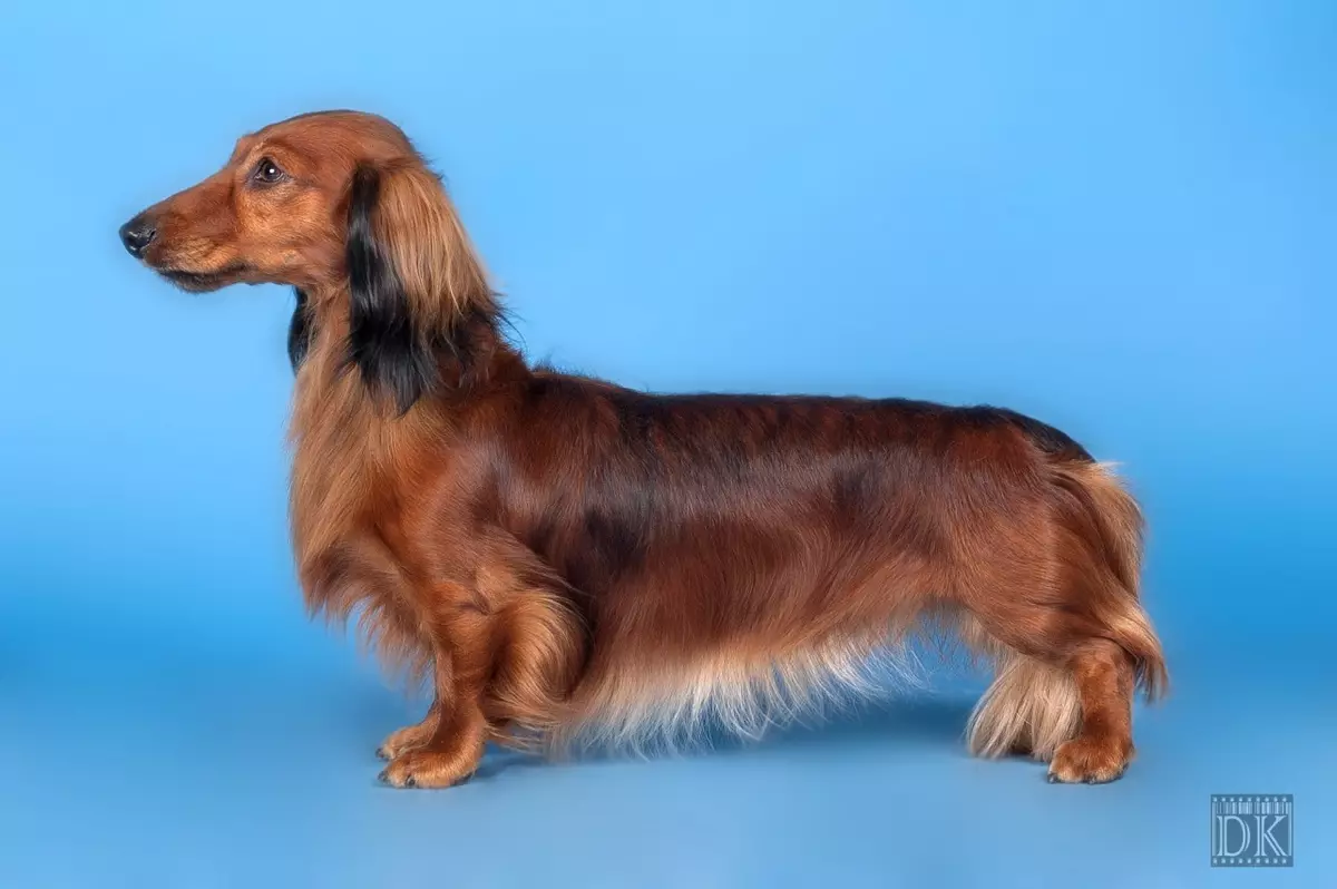 Dwarf Dachshund (49 wêne): Danasînek ji porên hişk, hişk û çirûskên çirûskê, cewherê kûçikên miniature. Mini Dach Puppies Mezinahî 22824_21