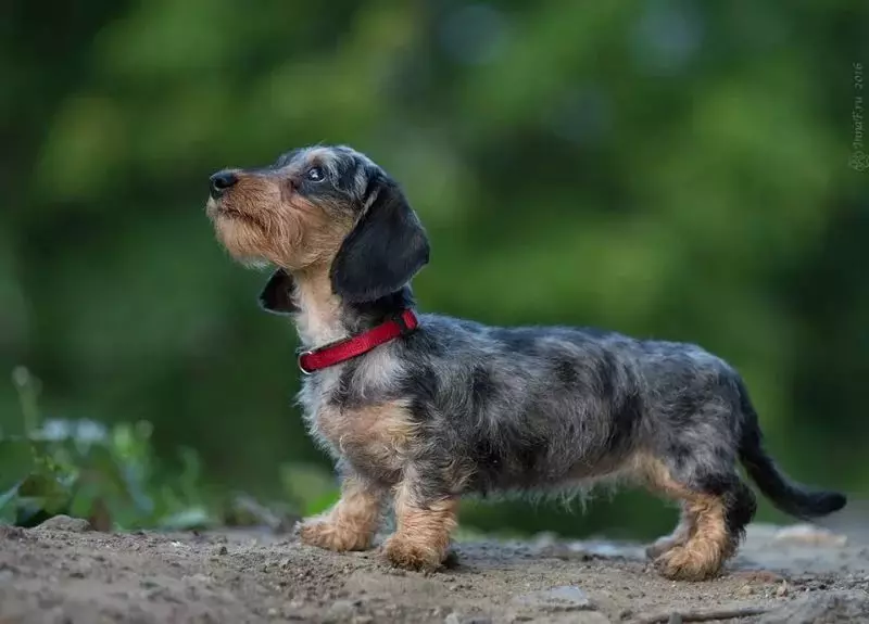 Dwarf dachshund (49 photos): a description of smooth-haired, rigid-haired and other breed species, the nature of miniature dogs. Mini dach puppies sizes 22824_22