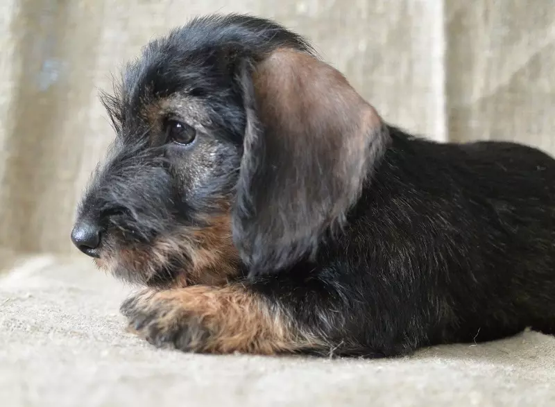 Dwarf dachshund (49 photos): a description of smooth-haired, rigid-haired and other breed species, the nature of miniature dogs. Mini dach puppies sizes 22824_24