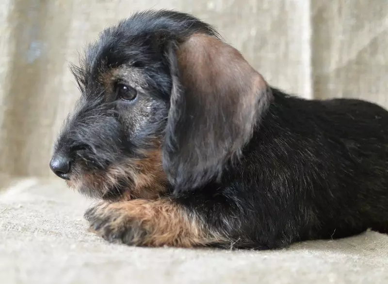 Dwarf Dachshund (49 Valokuvat): kuvaus sileistä hairasta, jäykistä ja muista rotulajeista, miniatyyriikoiden luonne. Mini Dach Pennut koot 22824_24