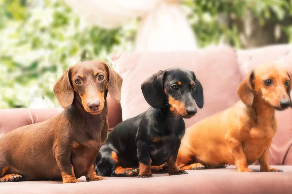 Dwarf Dachshund (49 bilder): En beskrivelse av glatthåret, stivhåret og andre rasearter, naturen av miniatyrhunder. Mini dach valper størrelser 22824_26