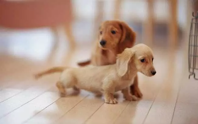 Kerdil Dachshund (49 Foto): Penerangan mengenai spesies berambut yang licin, tegar dan lain-lain, sifat anjing kecil. Mini Dach Puppies Saiz 22824_28