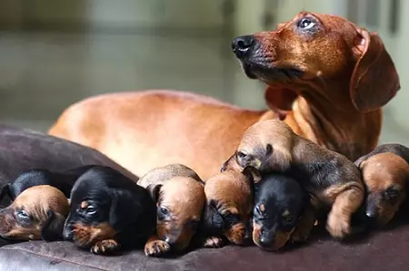 Џуџе Dachshund (49 фотографии): опис на мазна коса, цврста коса и други видови раса, природата на минијатурни кучиња. Mini Dach кученца големини 22824_29