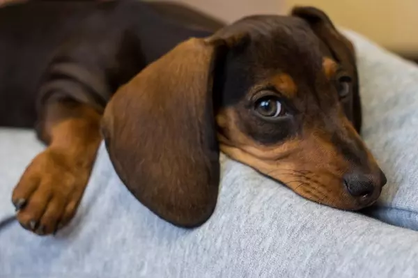 Dwarf Dachshund (49 bilder): En beskrivelse av glatthåret, stivhåret og andre rasearter, naturen av miniatyrhunder. Mini dach valper størrelser 22824_3