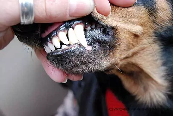 Dwarf dachshund (49 акс): тавсифи намудҳои ҳамвор ва дигар намудҳои зот ва дигар намудҳои лота, табиати сагҳои хурду минаҳо. Мини dach сагбачаҳо 22824_33