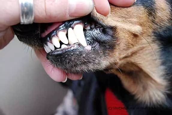 Dwarf Dachshund (49 bilder): En beskrivelse av glatthåret, stivhåret og andre rasearter, naturen av miniatyrhunder. Mini dach valper størrelser 22824_33