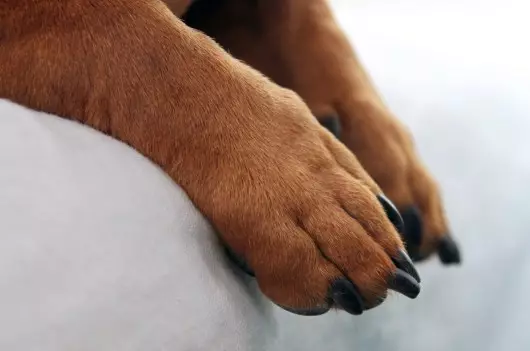 Dwarf Dachshund (49 bilder): En beskrivelse av glatthåret, stivhåret og andre rasearter, naturen av miniatyrhunder. Mini dach valper størrelser 22824_34