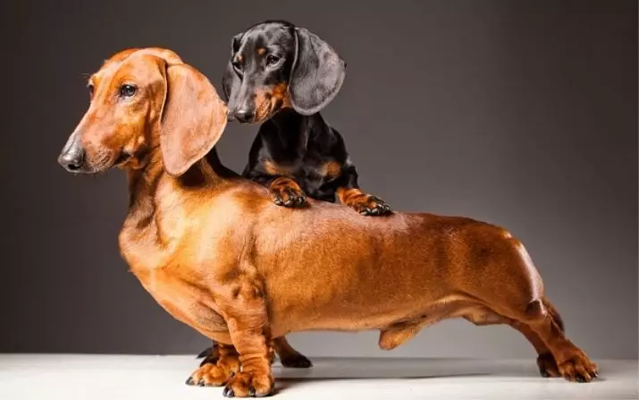 Џуџе Dachshund (49 фотографии): опис на мазна коса, цврста коса и други видови раса, природата на минијатурни кучиња. Mini Dach кученца големини 22824_4