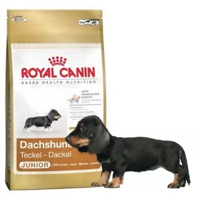 Dwarf dachshund (49 акс): тавсифи намудҳои ҳамвор ва дигар намудҳои зот ва дигар намудҳои лота, табиати сагҳои хурду минаҳо. Мини dach сагбачаҳо 22824_43