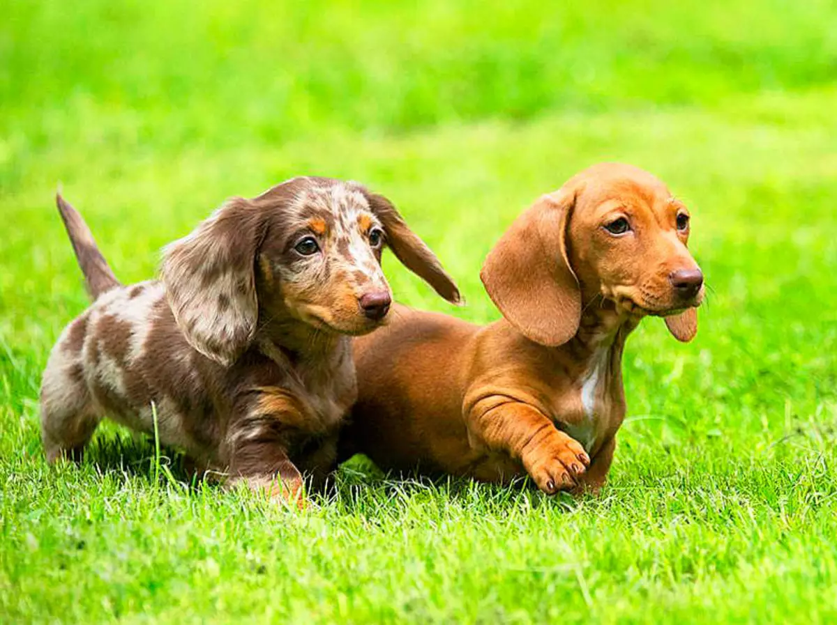 Dachshund nain (49 photos): une description des espèces de race aux cheveux rigides, aux cheveux rigides et autres, la nature des chiens miniatures. Mini Dach Puppies Tailles 22824_6