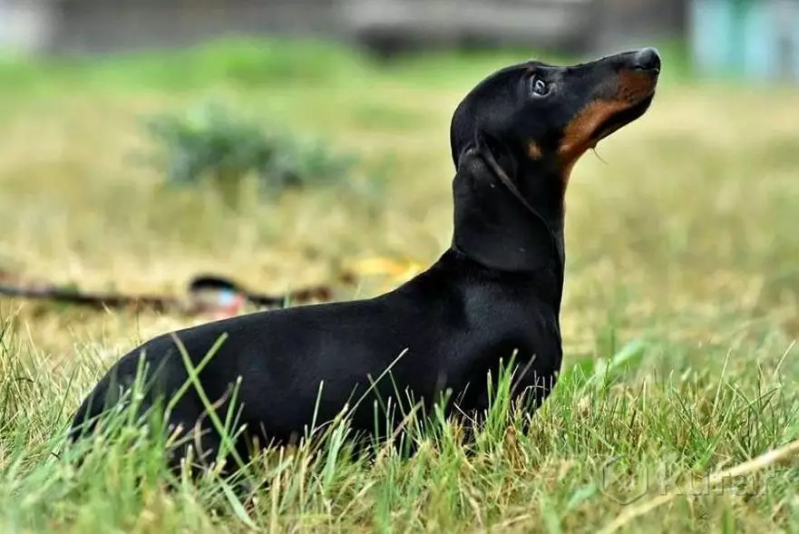 Kerdil Dachshund (49 Foto): Penerangan mengenai spesies berambut yang licin, tegar dan lain-lain, sifat anjing kecil. Mini Dach Puppies Saiz 22824_7