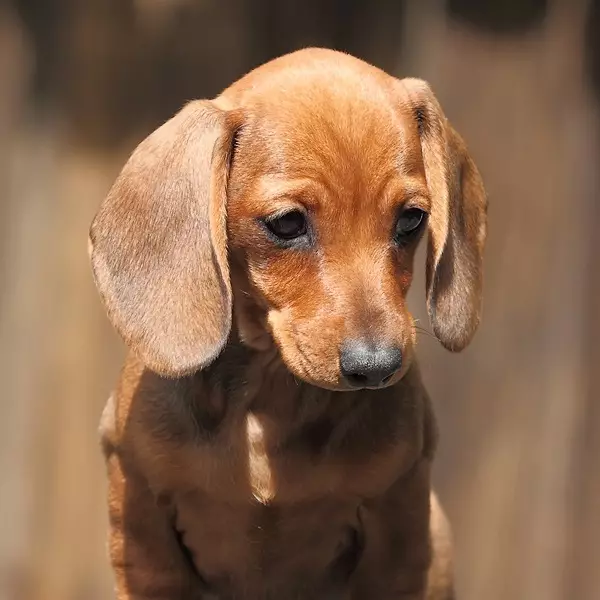 Kerdil Dachshund (49 Foto): Penerangan mengenai spesies berambut yang licin, tegar dan lain-lain, sifat anjing kecil. Mini Dach Puppies Saiz 22824_8