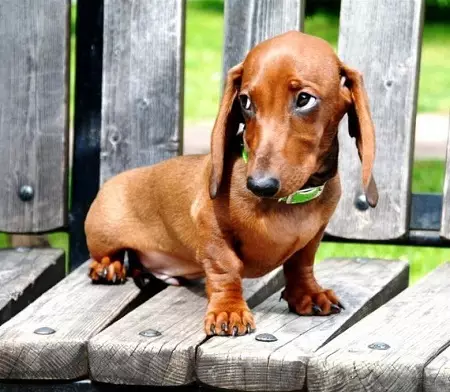 Awọn fọto Dachshed (awọn fọto 49): apejuwe kan ti irun-didan, irun ori ati awọn ajọbi miiran, iru awọn aja kekere. Mini Dach puppy awọn titobi 22824_9