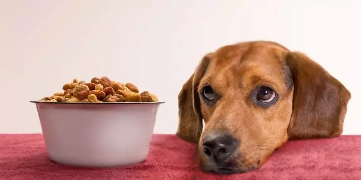 Какво ядат данъците? От храненето на малко таксита за 1, 2 и 3 месеца. Какво е възрастно куче? Колко пъти на ден дават на кученце захранване? Какво не може да се даде? 22825_13