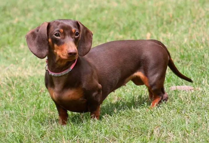 O que os impostos comem? Do que alimentar um pequeno táxis em 1, 2 e 3 meses. O que é um cachorro adulto? Quantas vezes por dia dão um feed de cachorro? O que não pode ser dado? 22825_2