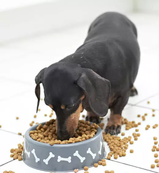 O que os impostos comem? Do que alimentar um pequeno táxis em 1, 2 e 3 meses. O que é um cachorro adulto? Quantas vezes por dia dão um feed de cachorro? O que não pode ser dado? 22825_3