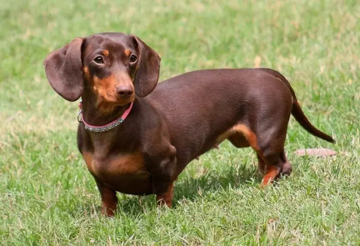 Rabbit dachshund (40 photos): description of long-haired and rigid, smooth-haired and other types of breed. Dimensions of adult dogs 22828_10
