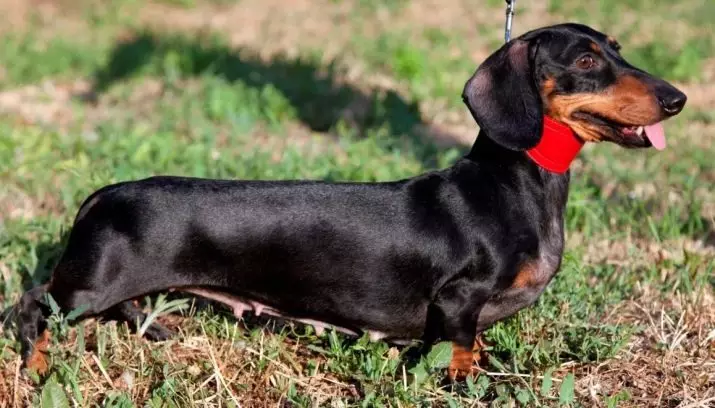 Rabbit dachshund (40 photos): description of long-haired and rigid, smooth-haired and other types of breed. Dimensions of adult dogs 22828_19